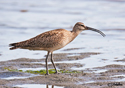 Numenius phaeopus